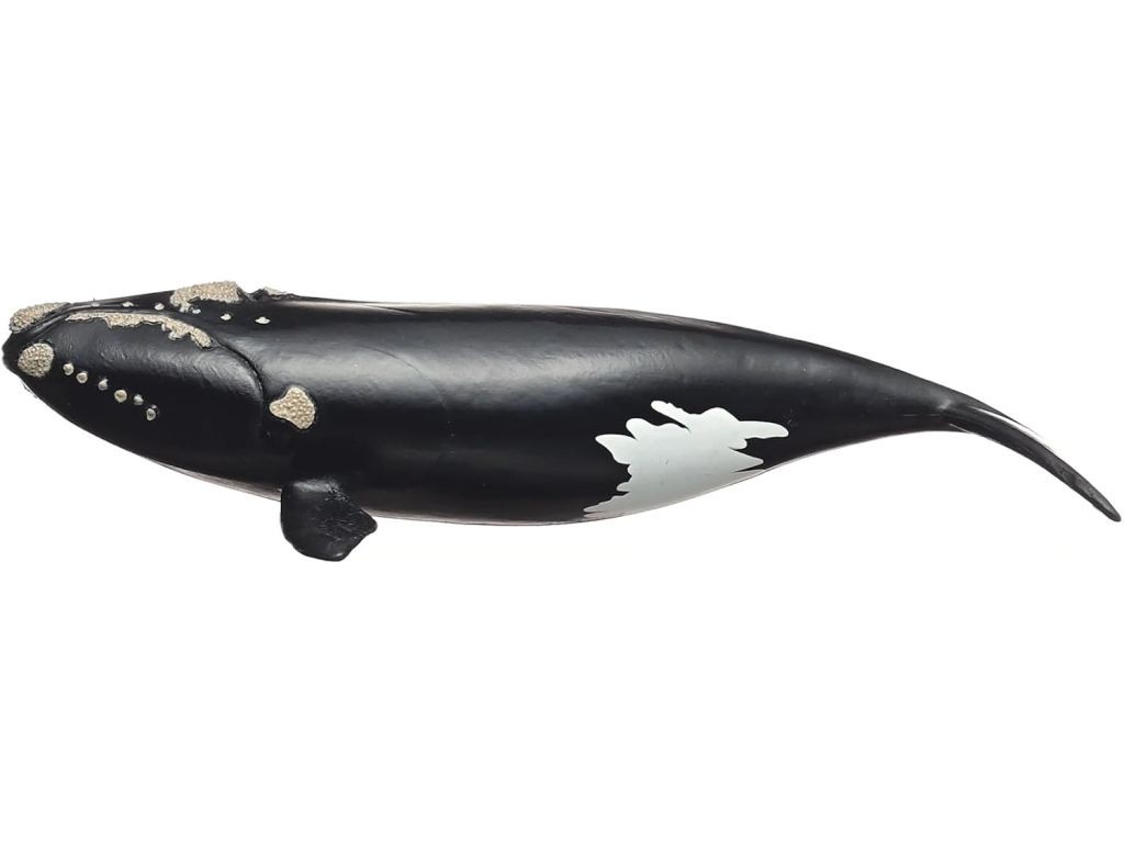 Contenido de Schleich® 14878 Ballena Franca Glacial